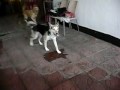 2009.11.28 Elvis at Foster Home