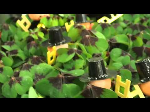 how to grow oxalis deppei