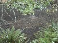 SPAWN Biologist narrates coho salmon spawning action. Take action to save the coho with SPAWN!