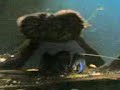My Tropical Fish Aquarium 1.3gp
