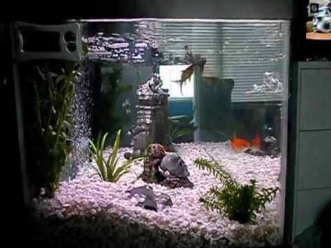 how to cure goldfish ich