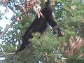 Howler Monkey in Costa Rica Howler Monkey in Costa Rica