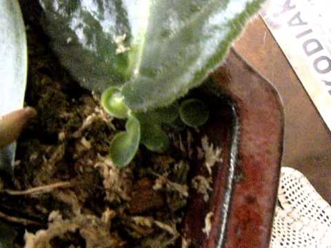 how to plant african violet leaves
