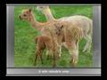 Lama tym