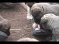 Namibian pedicure by puppies