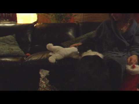 A Border Collie Christmas.wmv