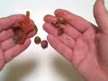 EatTheWeeds: Episode 42: The Persimmon