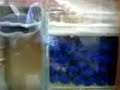 sump dry wet