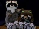 The Raccoon Family