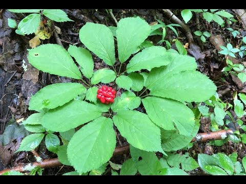 how to harvest wild ginseng in illinois