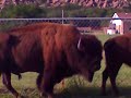 buffalo