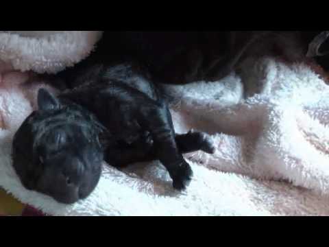cane corso