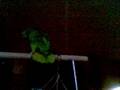 This is chi chi  the singing parrot..i just love this parrot!!!
