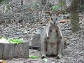 wallabies-suffer-coitus-interruptus.html