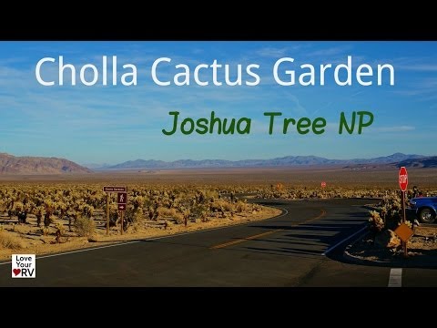 how to grow joshua tree