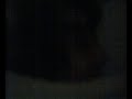 chegada da horta gui a tentar dormir video 2