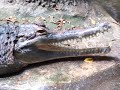 Gharial - Extreme Close Up At The Bronx Zoo - Endangered!