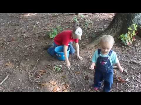 how to collect acorns