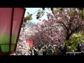 桜の通り抜け