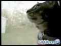 barkin cat barkin cat