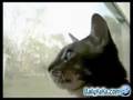 barkin cat