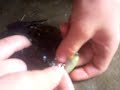 keith with the bullfrog
