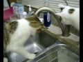 Cat_vs_Water.mpg