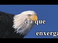 águia águia