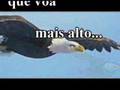 águia