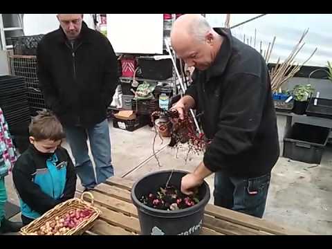 how to harvest oca
