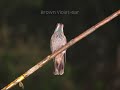 Hummingbird Banding in Colombia