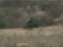 Wildebeest and Blesbok at Ingwe
