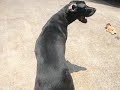 USe electirc LEAF BLOWER TO CLEAN YOUR GREAT DANE DOG, loose hair blows away., USe electirc LEAF BLOWER TO CLEAN YOUR GREAT DANE DOG, loose hair blows away.,
