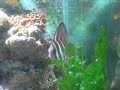 Lindo peixe marinho, esse é o mais novo inquilino do meu aquario! 