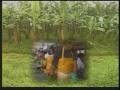 videos de Caribana  banana plantation