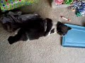 Phoebe's Bag