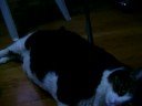 fat cat