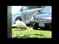 Adult Swan Interacts With Reflection
