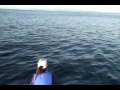 videos de Whales and dolphins playing around our boat