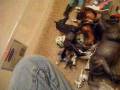 breyer trade bids UPDATED!(closed for updates again!)