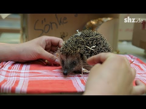 Igel-Erwachen auf Fhr: 