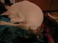 Pigor sleeping ?pi?cy