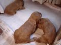 Cachorros de cocker 3 CAMINANDO!!