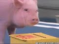 The pig wins by a nose
