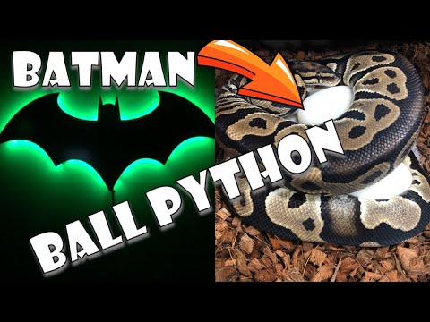 YouTube reptile video