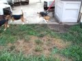 Running free at Beagle Rescue League Part 4