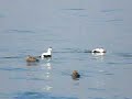 Common Eider (Somateria mollissima)