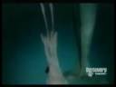 Animal Face Off - Sperm Whale Vs. Giant Squid