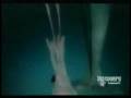 videos de Animal Face Off - Sperm Whale vs. Giant Squid