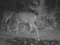 Deer Cam 01